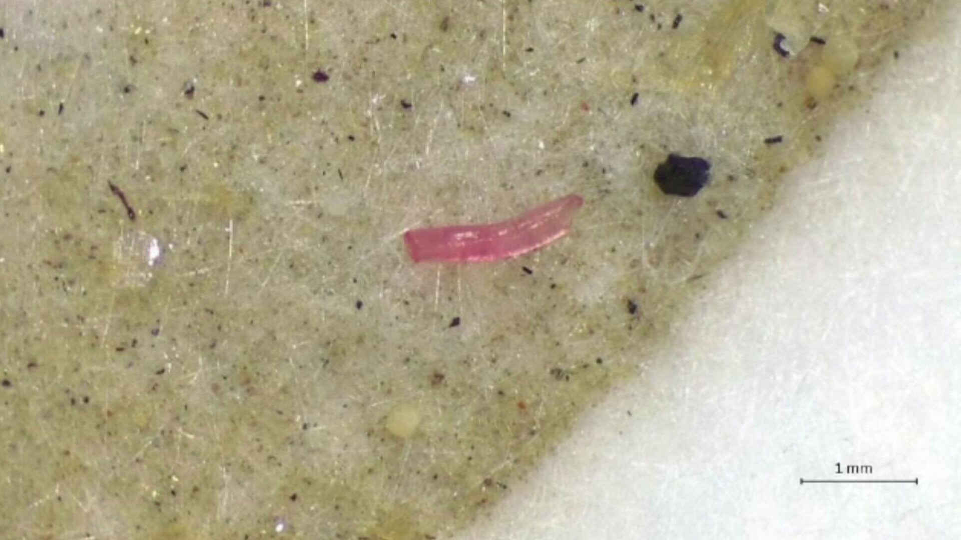 Alertă pe litoralul românesc: microplastice găsite în șprot, midii și rapană, ajung direct în alimentația noastră