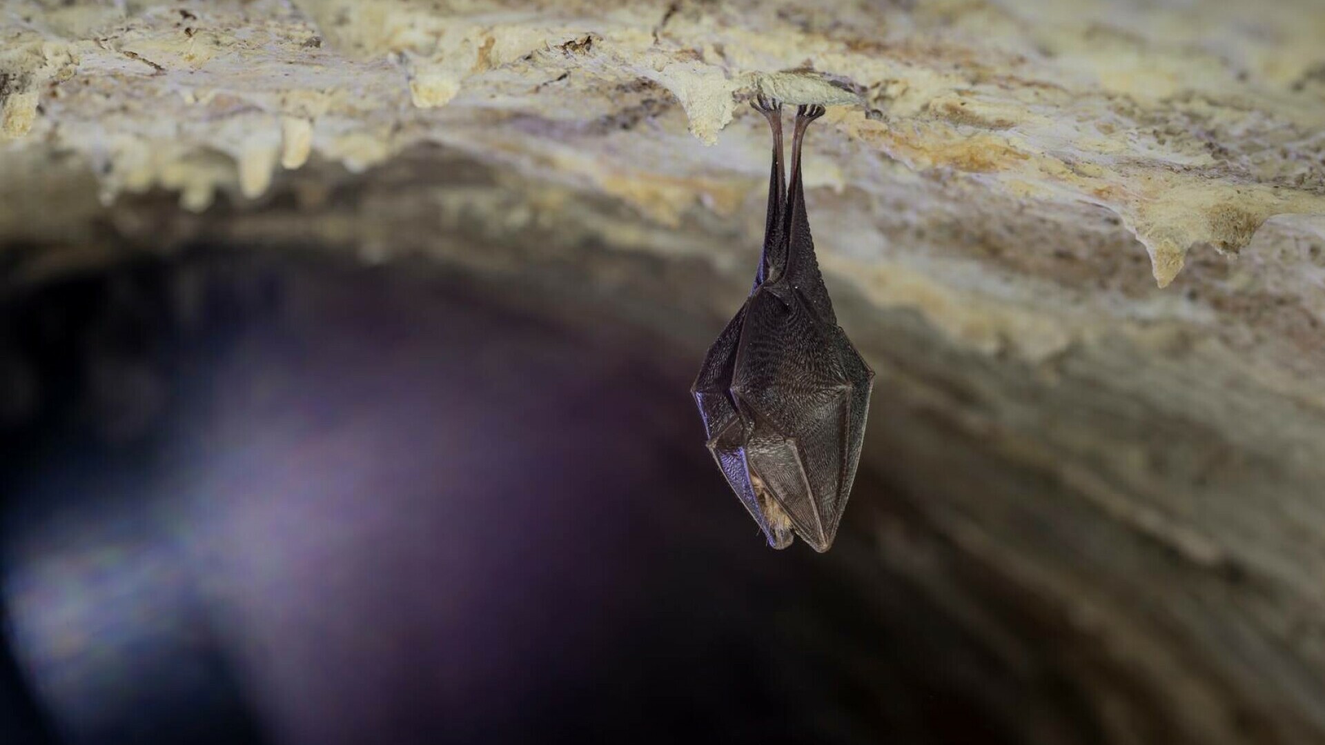 Peștera Liliecilor – mistere subterane și lilieci într-un spectacol natural unic în România. De ce merită vizitată