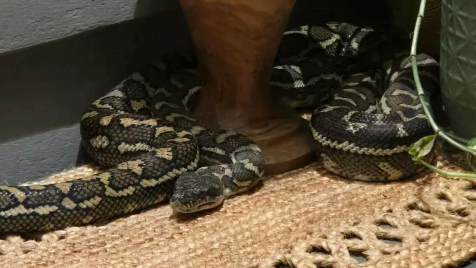 Reacția unei femei care s-a trezit cu un piton uriaș pe piept, în toiul nopții. „Iubito, nu te mișca!”