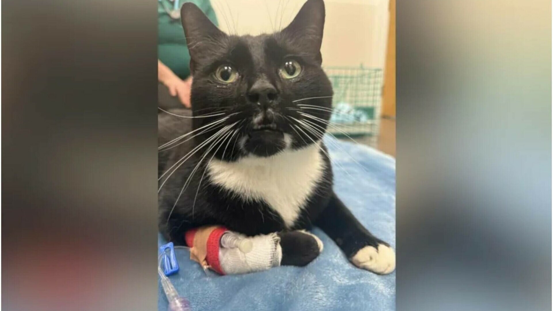 Pisică dispărută de aproape un an, regăsită după ce a fost lovită de cinci mașini, în UK. „Avea șanse 50-50”