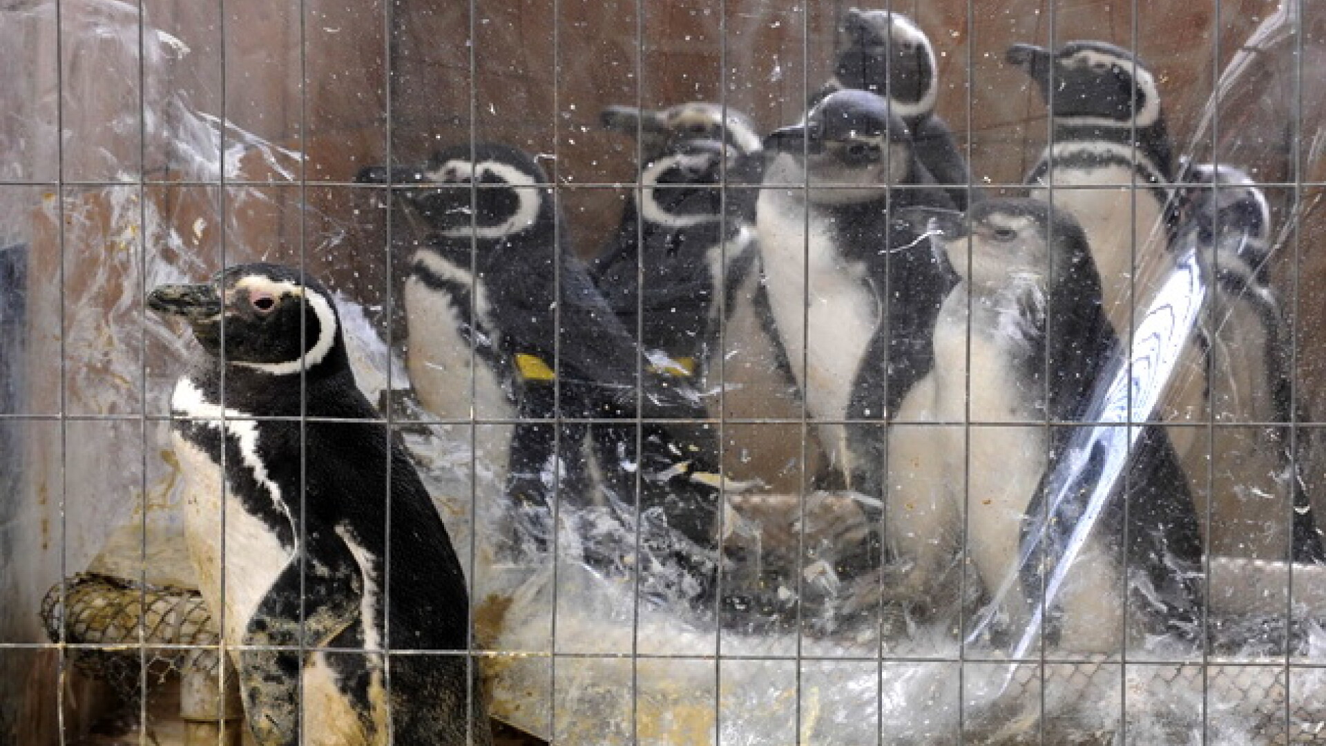 Pinguini cu petrol, esuati in Uruguay