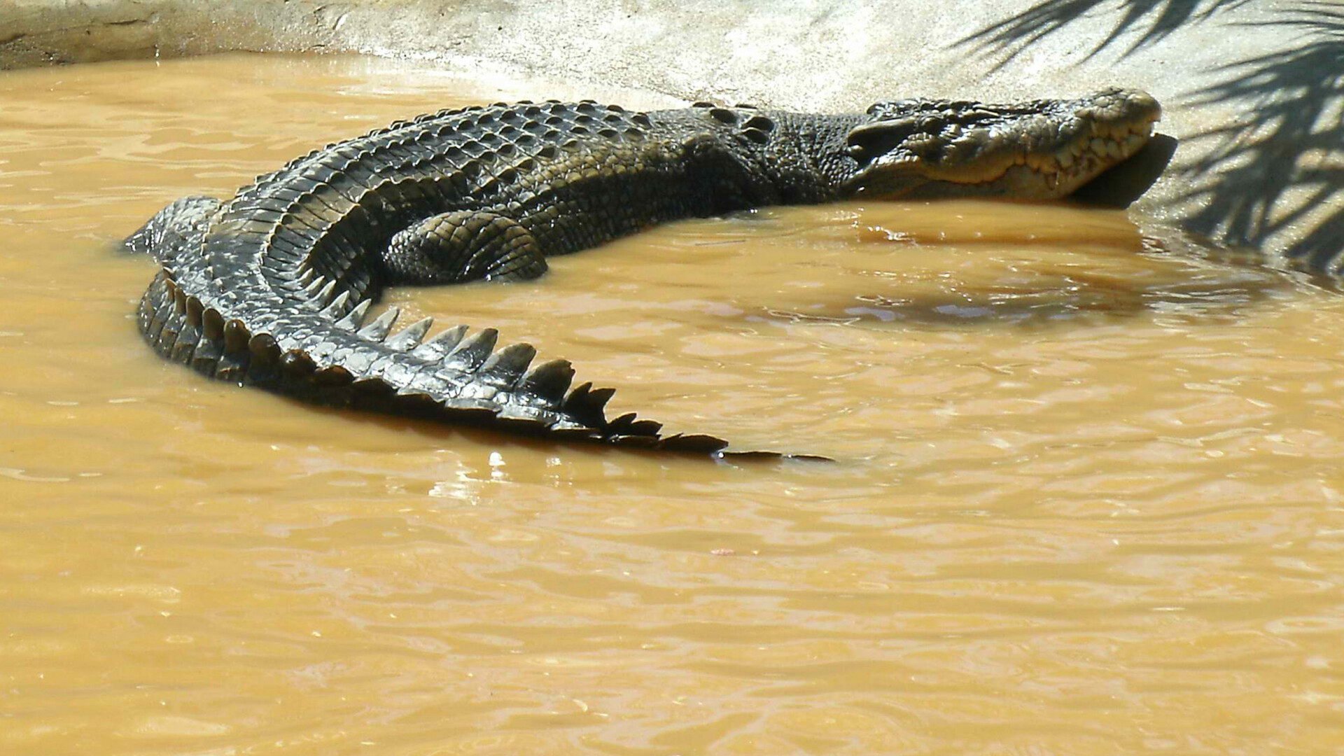 crocodilul LoLong
