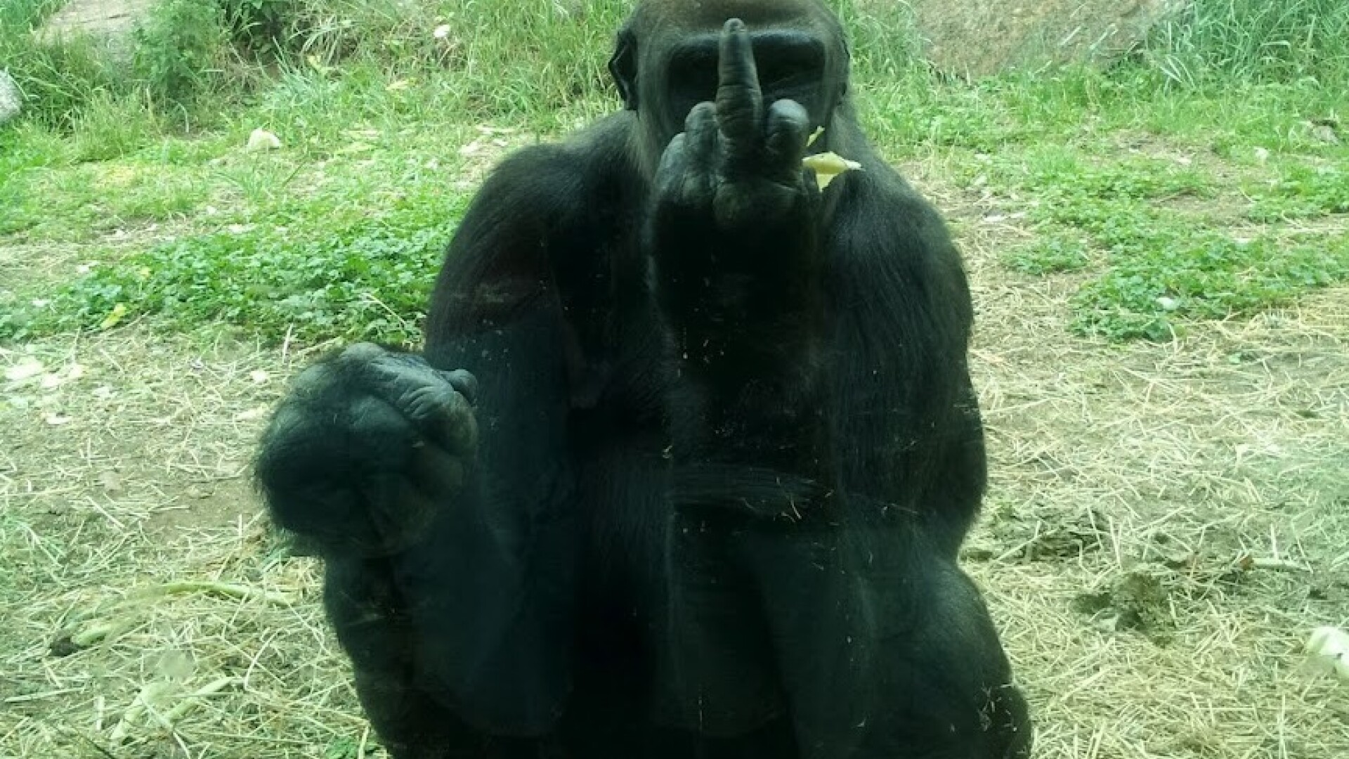 gorila 2