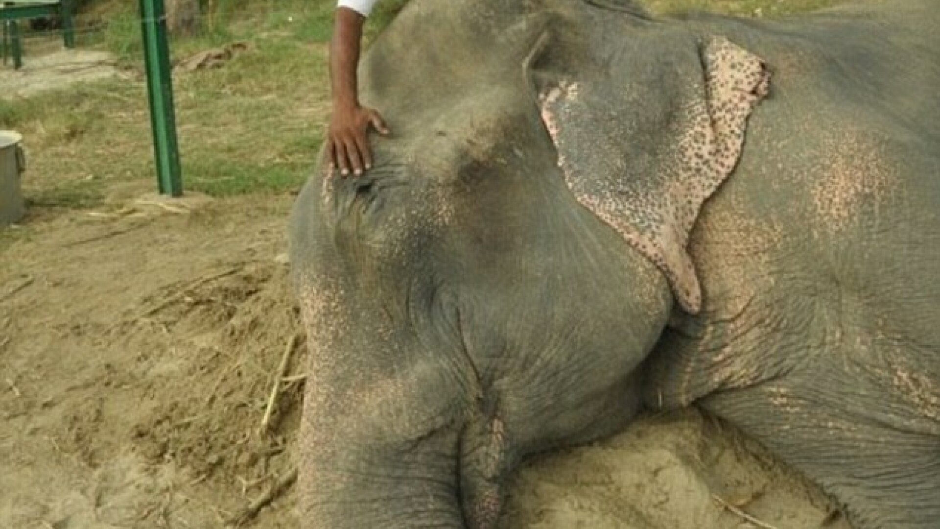 Elefantul Raju