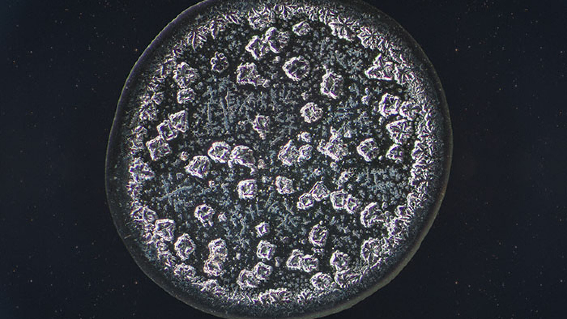 lacrima microscop