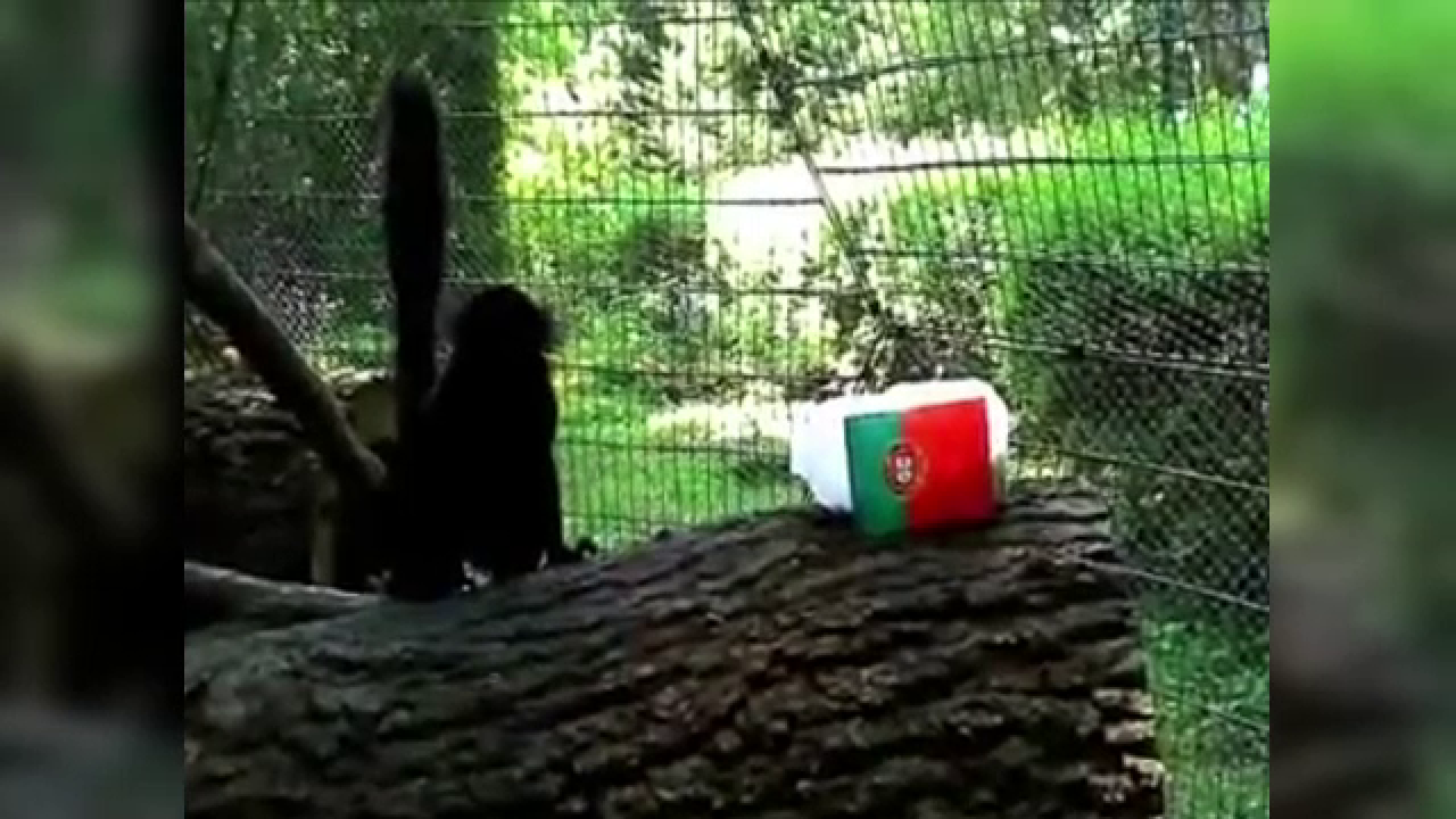 lemuri