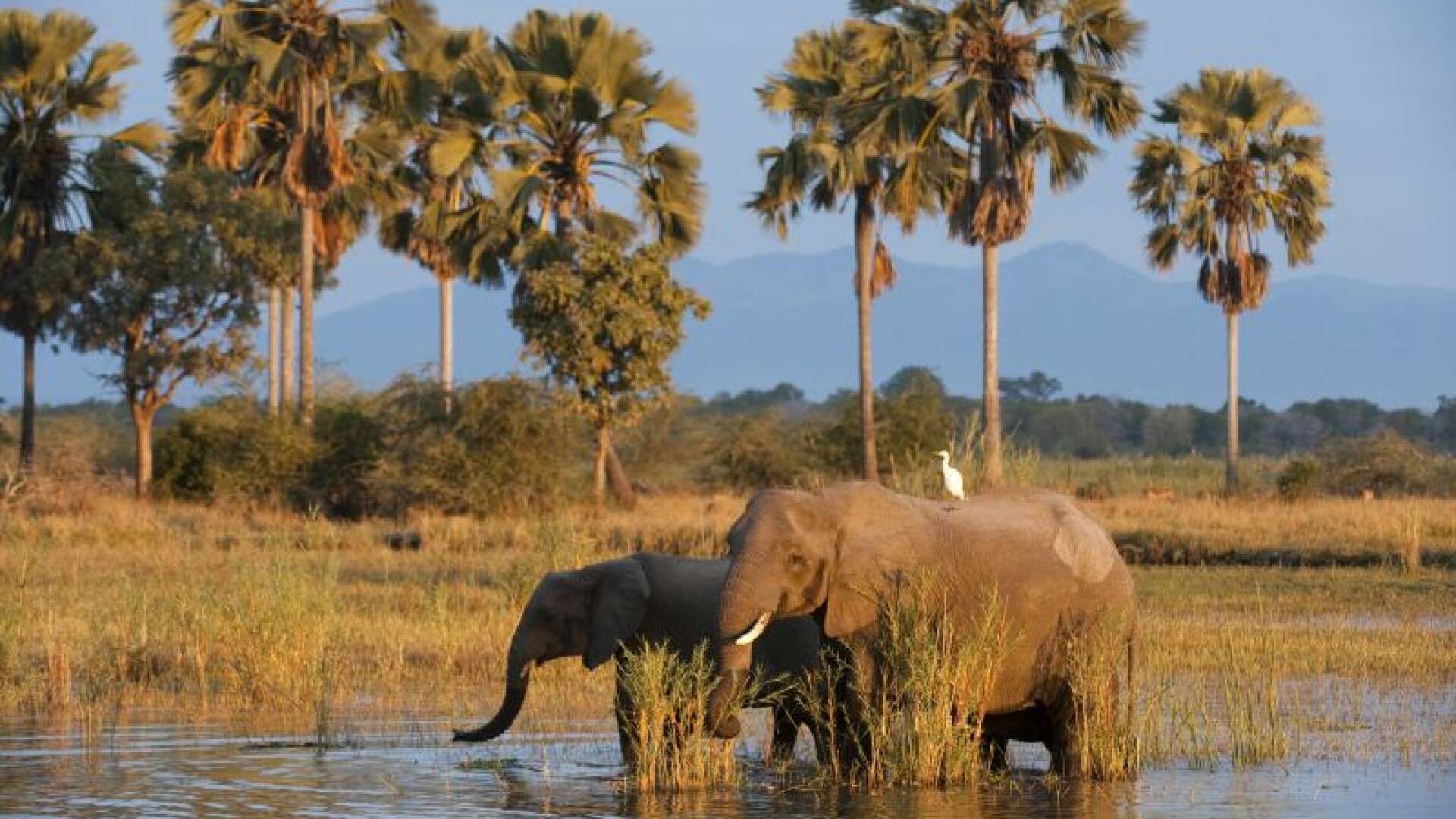 elefanti in Malawi