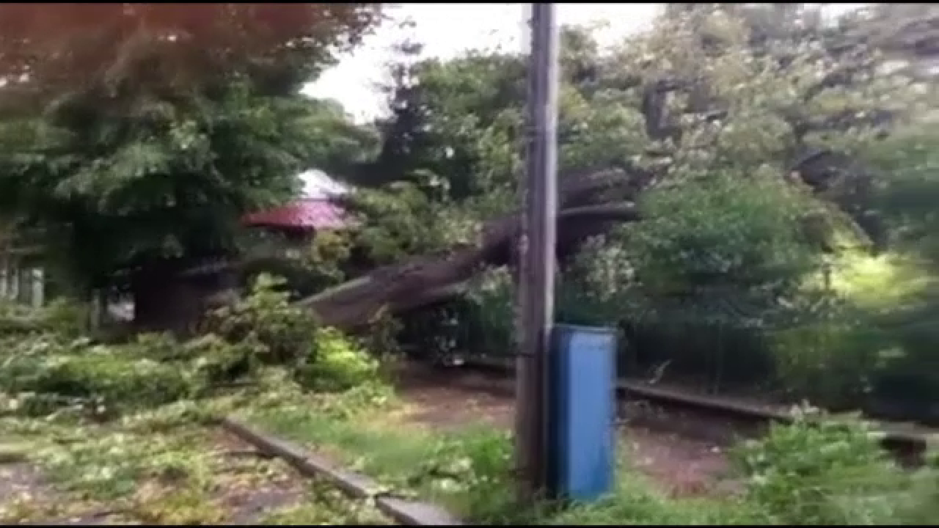 furtuni, copaci cazuti