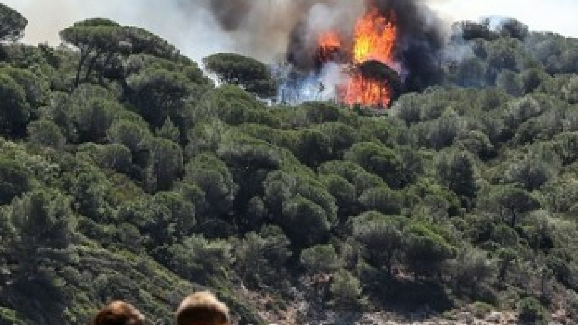 Incendii de vegetatie in sudul Frantei