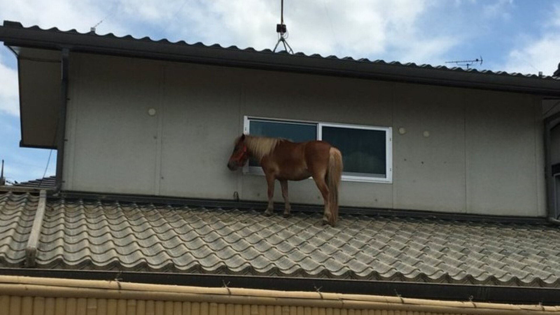 Un ponei s-a suit pe acoperiş ca să scape de inundaţii, în Japonia