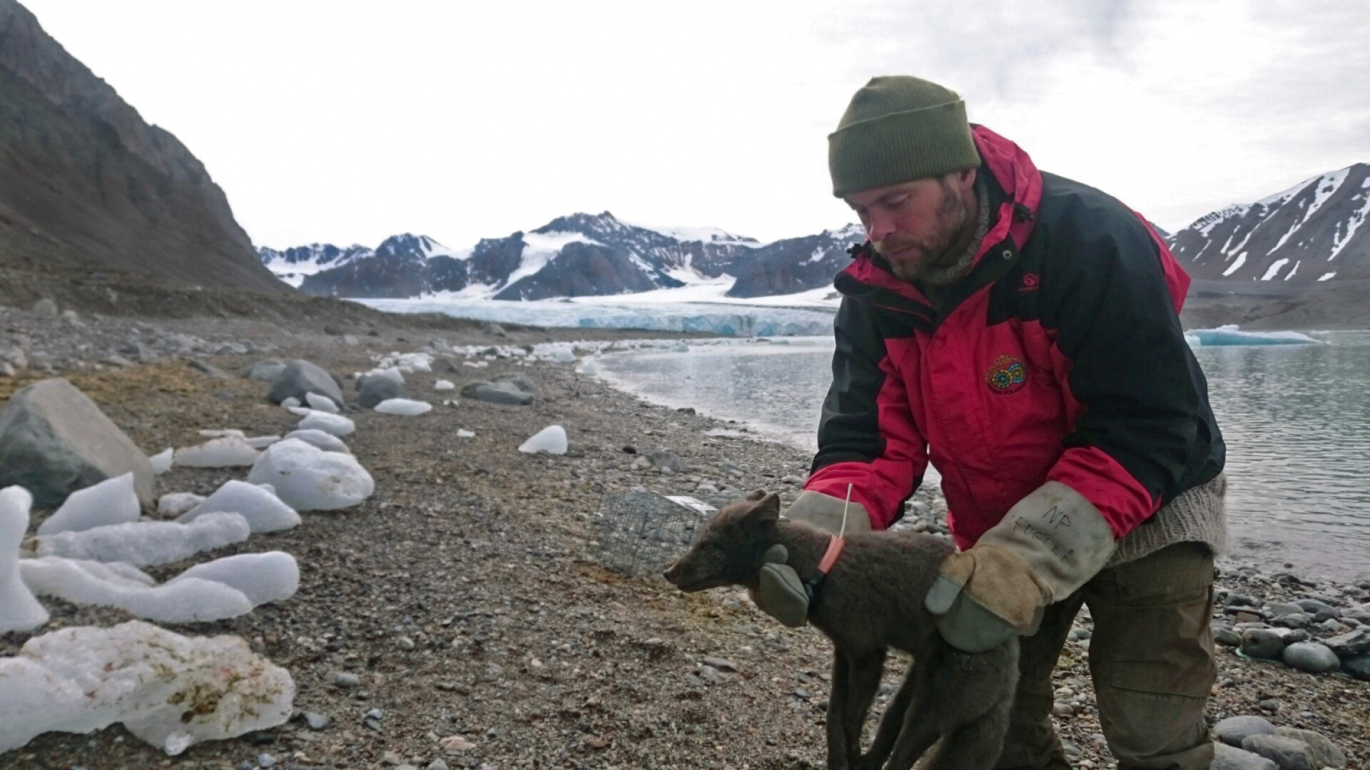Călătoria unei vulpi polare i-a lăsat fără cuvinte pe oamenii de ştiinţă - 7