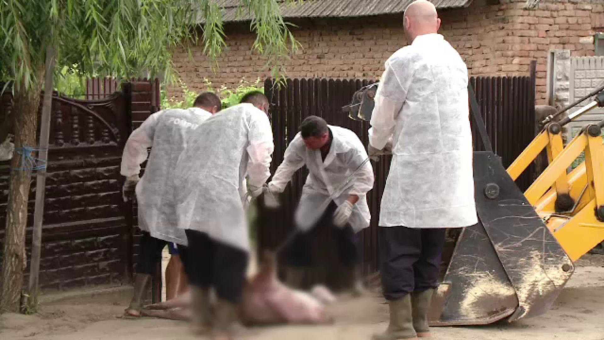 Pesta porcină face ravagii în satele româneşti. Localnică: ”M-am împrumutat ca să-i cresc”