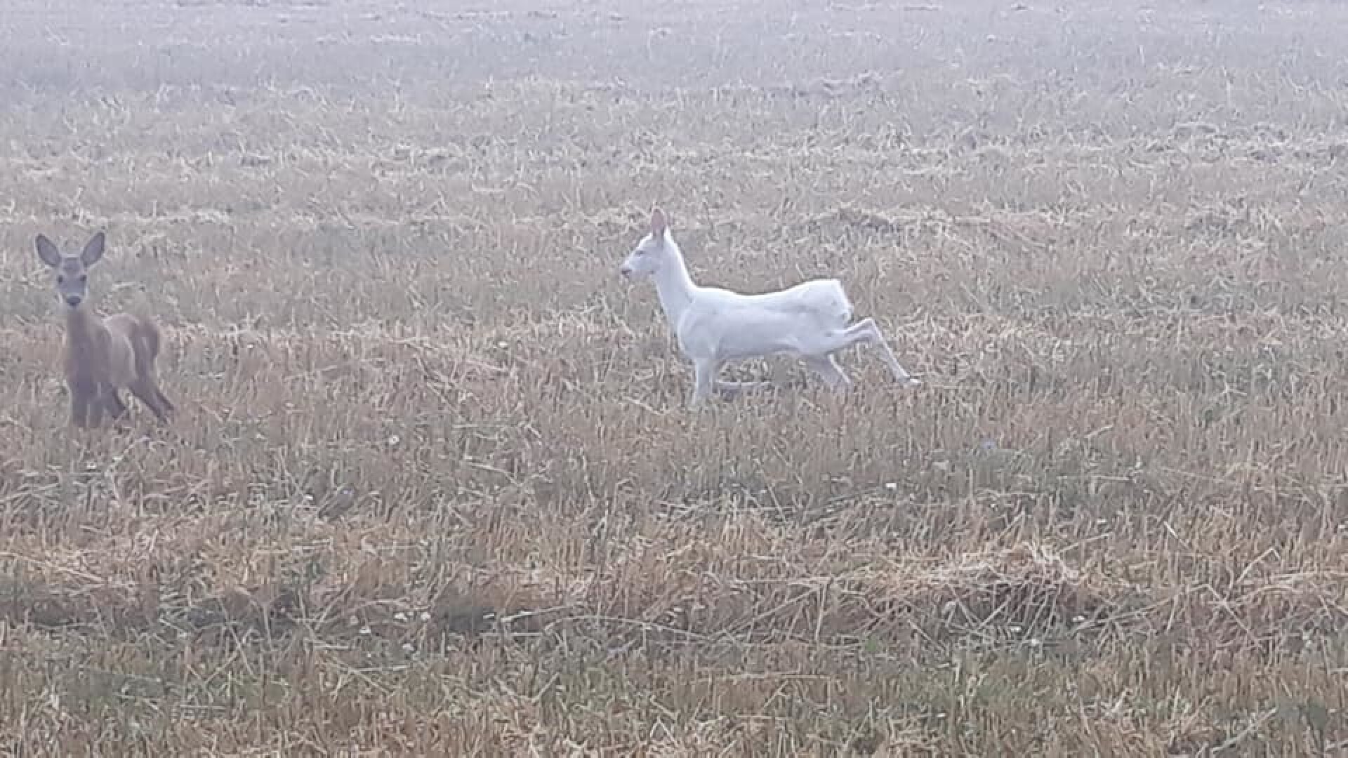 Căprioară albă pe un câmp din Cluj - 6