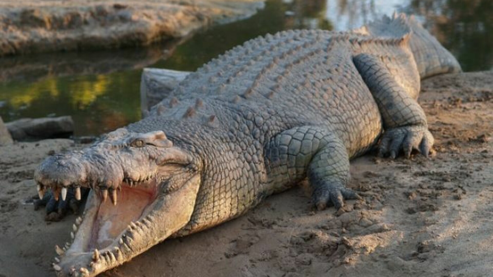 crocodil Australia - 6