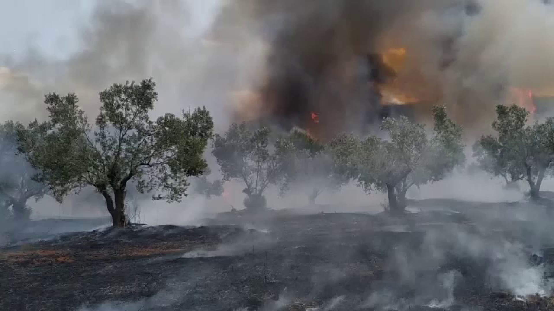 Incendiu de vegetație puternic în Grecia. Sute de copii evacuați