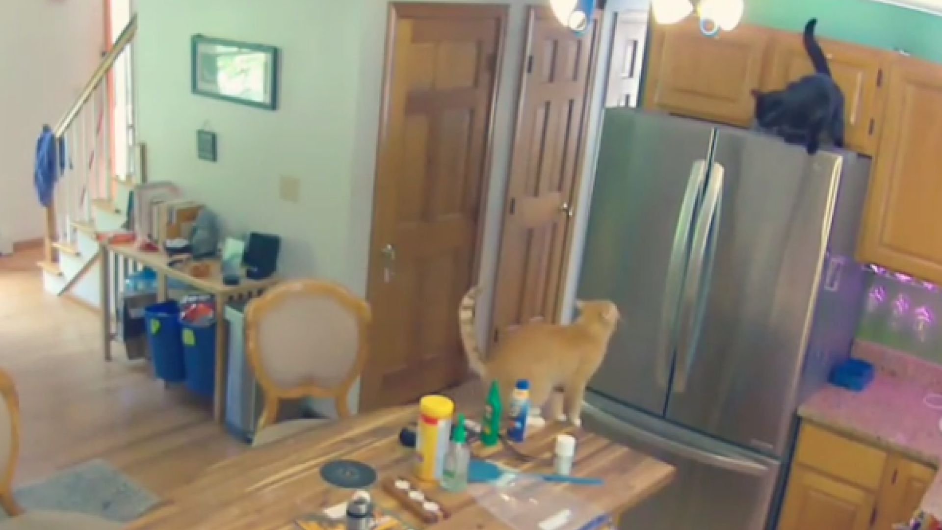 VIDEO Ce făcea o pisică în bucătărie. Stăpânul a fost șocat când s-a uitat pe camerele de supraveghere