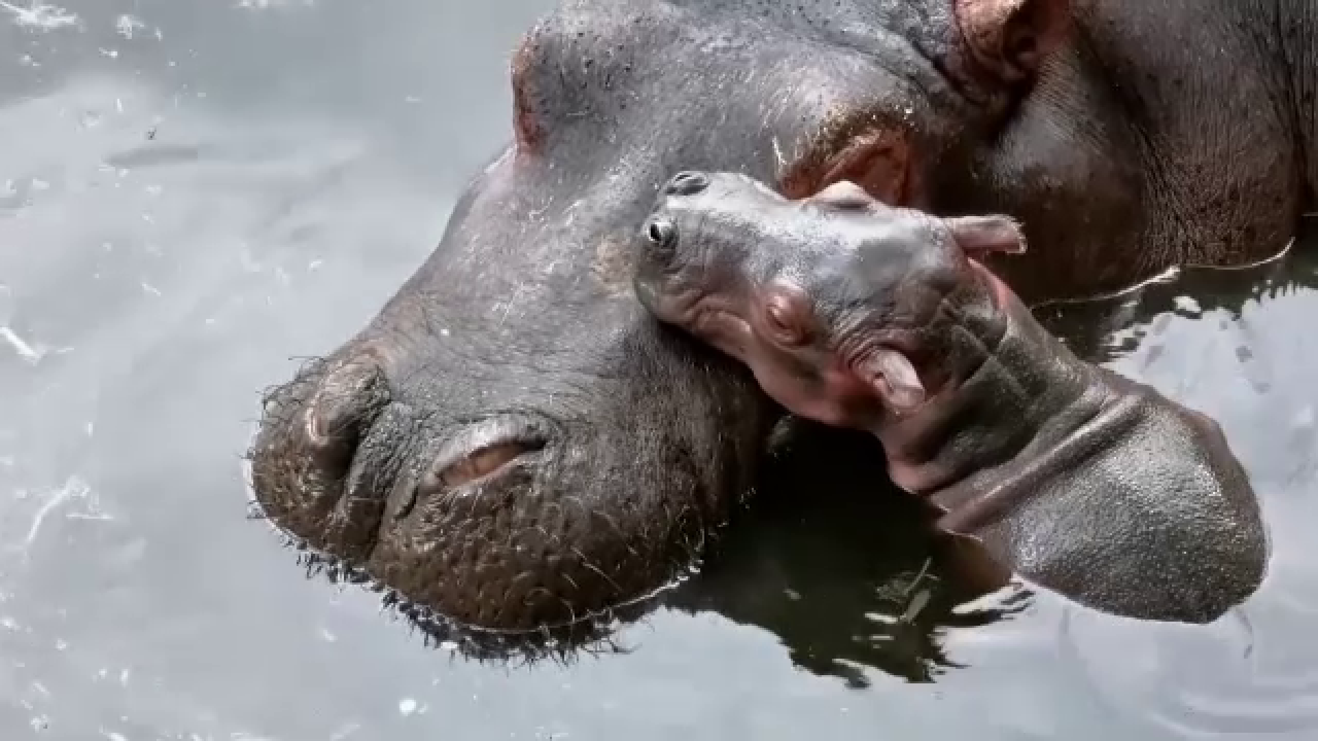 Un pui de hipopotam, vedeta de la zoo. De ce este atât de special