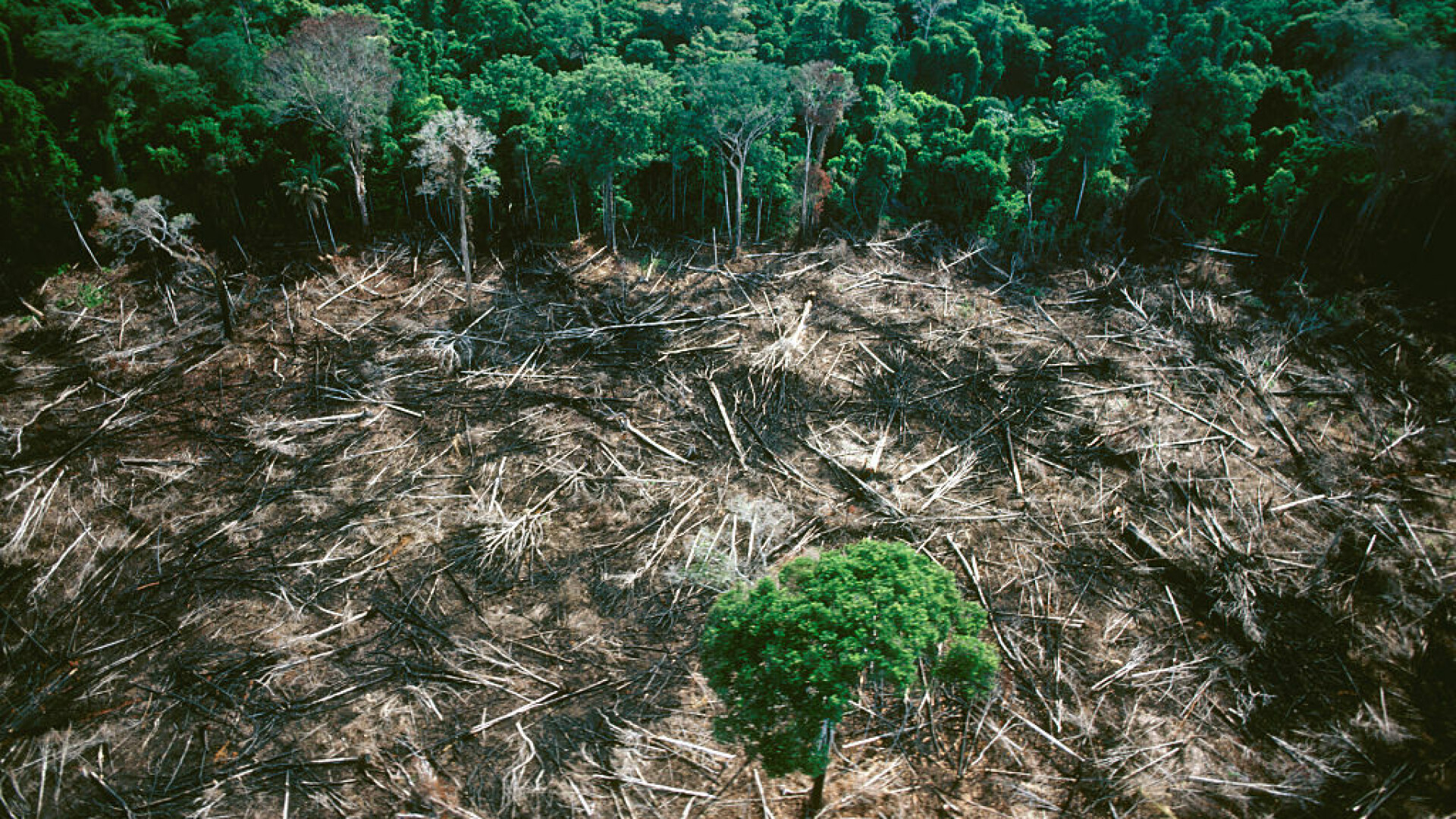 Pădurea amazoniană a ajuns să producă CO2, în loc să-l absoarbă, din cauza intervenției umane