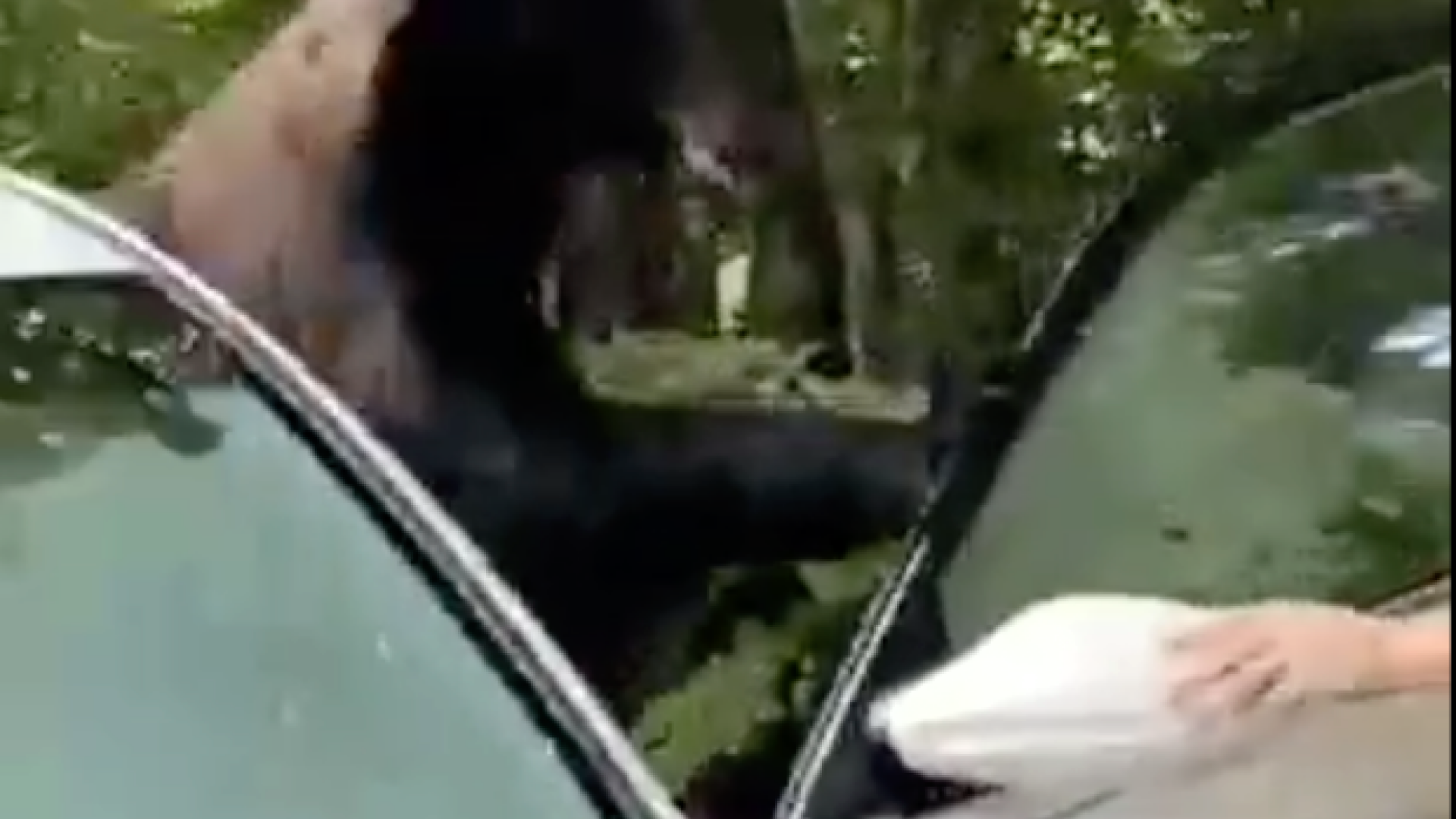 Mașină vandalizată de un urs brun, într-un parc natural din SUA. Cum a ieșit din confruntarea cu fiara |VIDEO