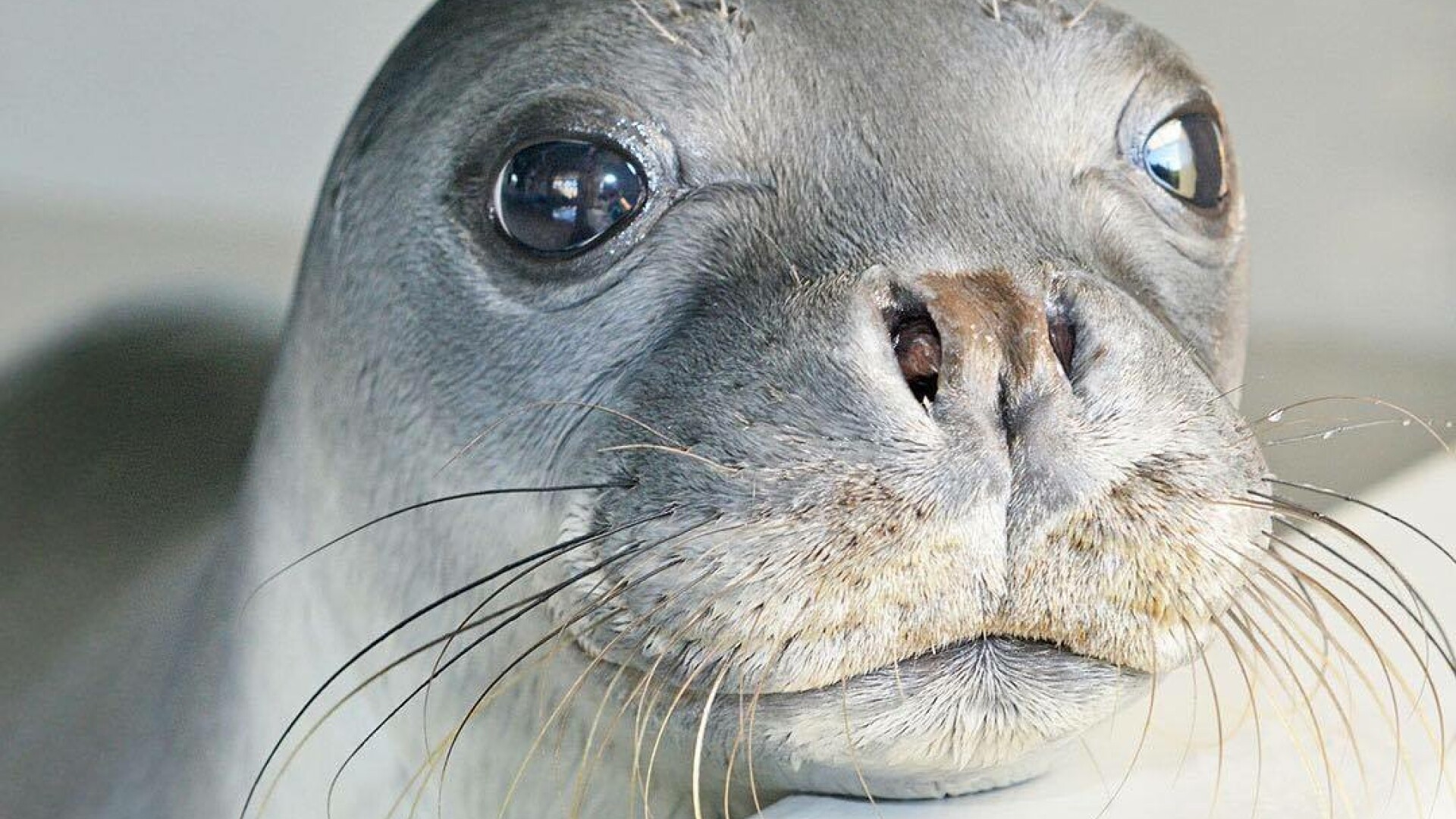 foca kostis, grecia