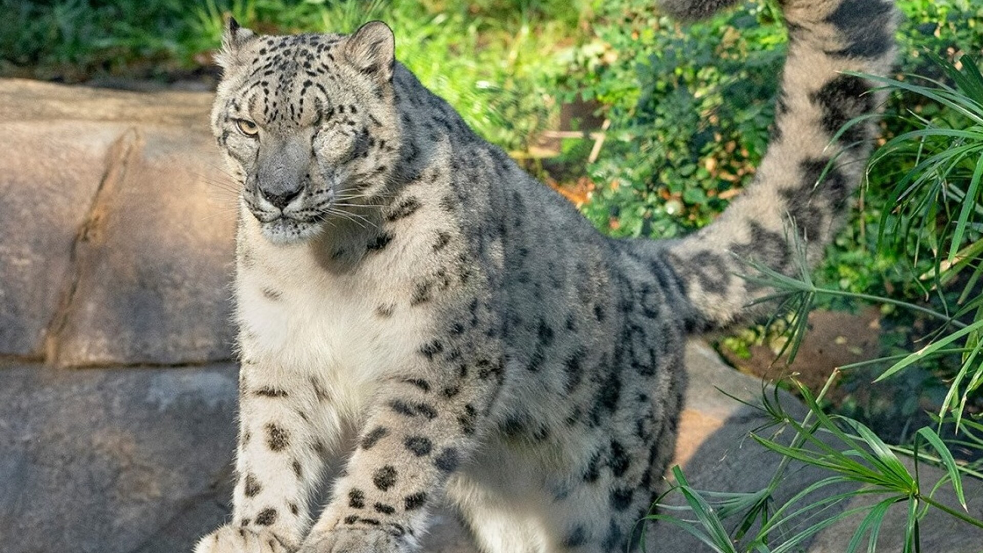 leopard zăpadă Covid