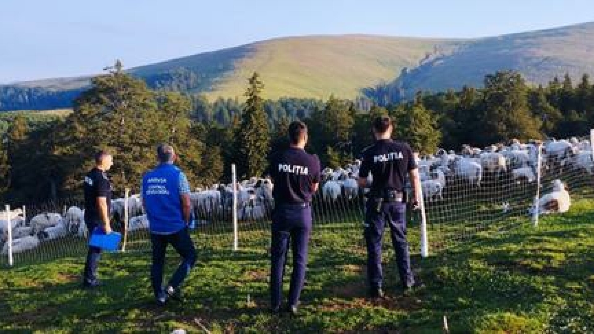 Polițiștii au verificat toate stânele din Gorj și au amendat ciobanii care nu ofereau condiții bune pentru câini