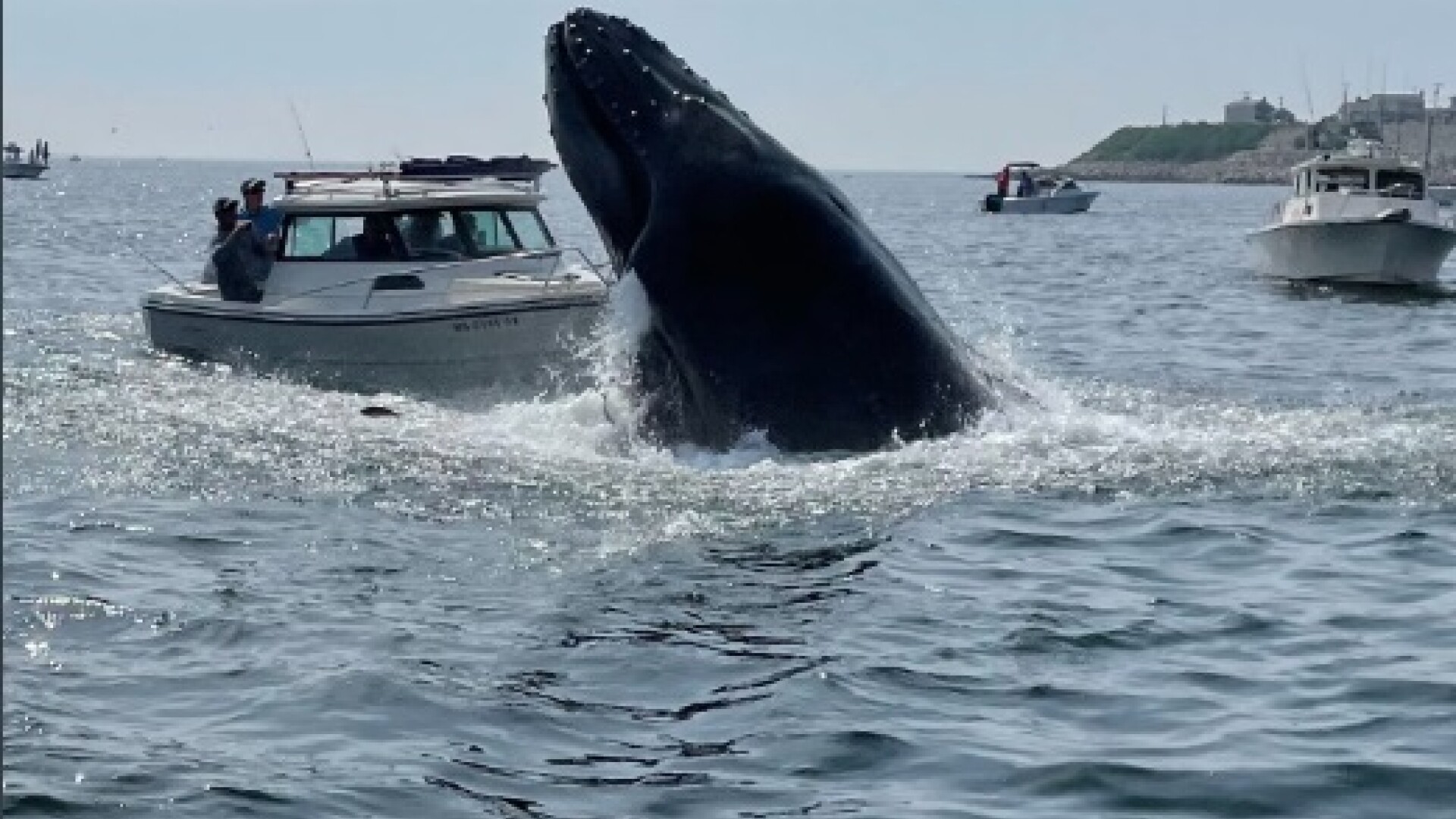 balena atac