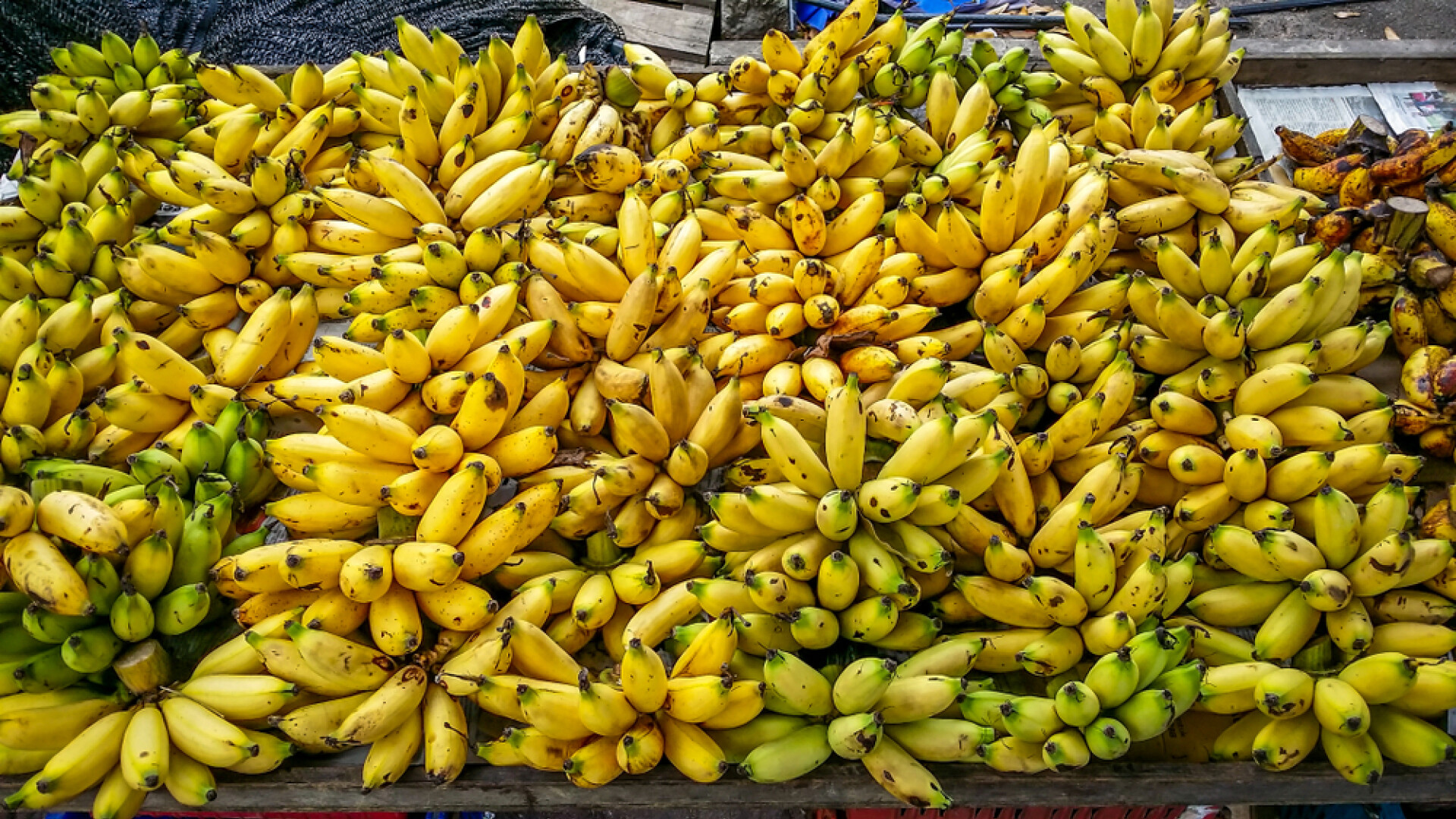 banana verde poate preveni cancere