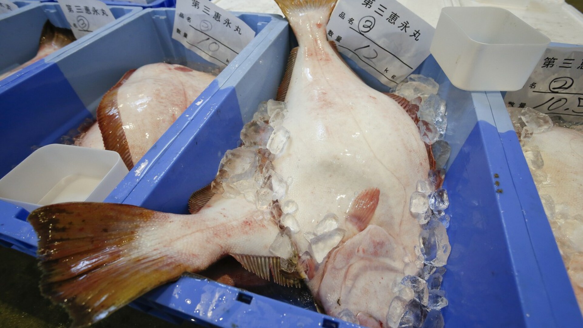 Fukushima fish