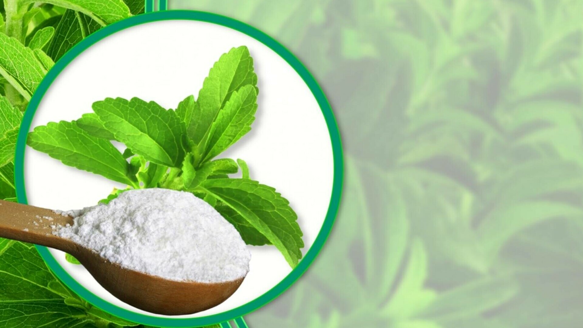 Stevia zahar