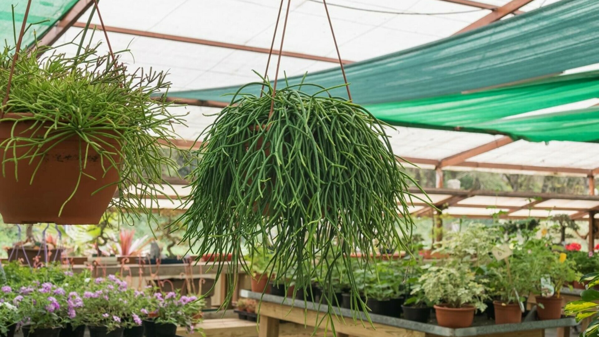 Rhipsalis