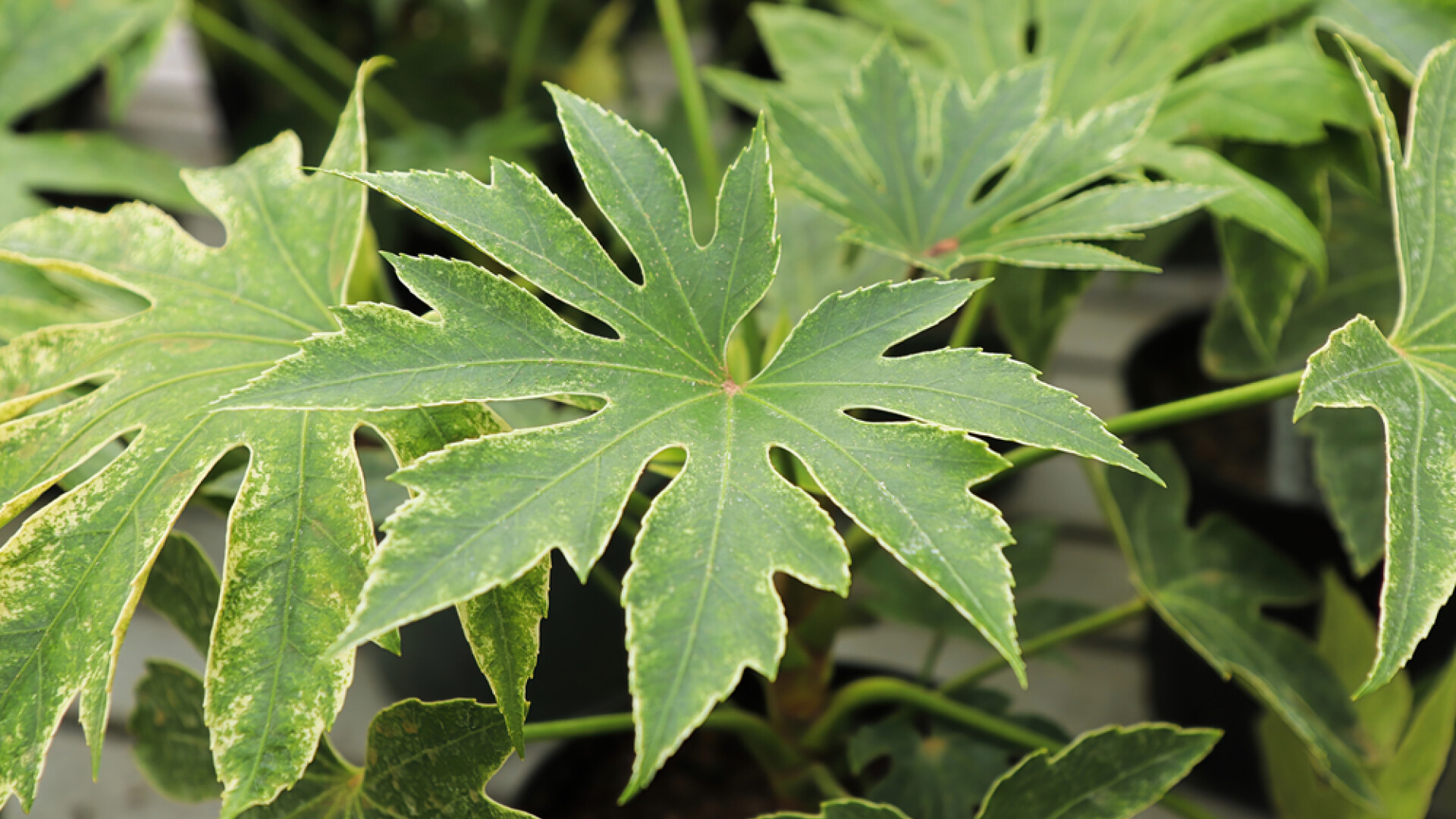 Fatsia japonica