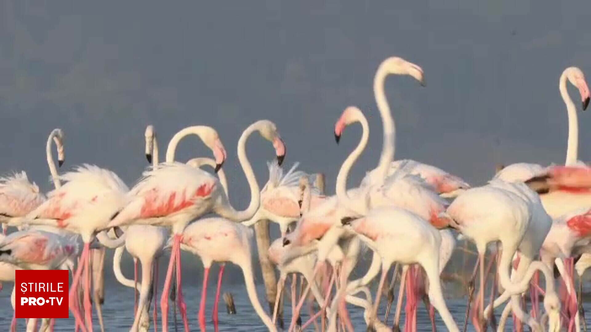 O colonie imens&#259; de flamingo a invadat Delta Pad &#537;i a distrus planta&#539;iile. Fermierii cer solu&#539;ii urgente