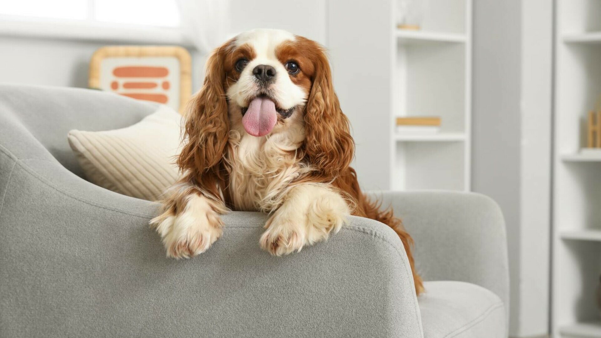 Cavalier King Charles Spaniel - câinele pentru care un rege a dat decret să aibă voie în toate clădirile publice