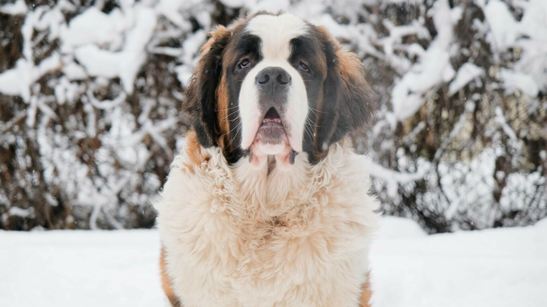 Saint Bernard - caracteristici și nevoi. Cum se îngrijește un astfel de câine masiv