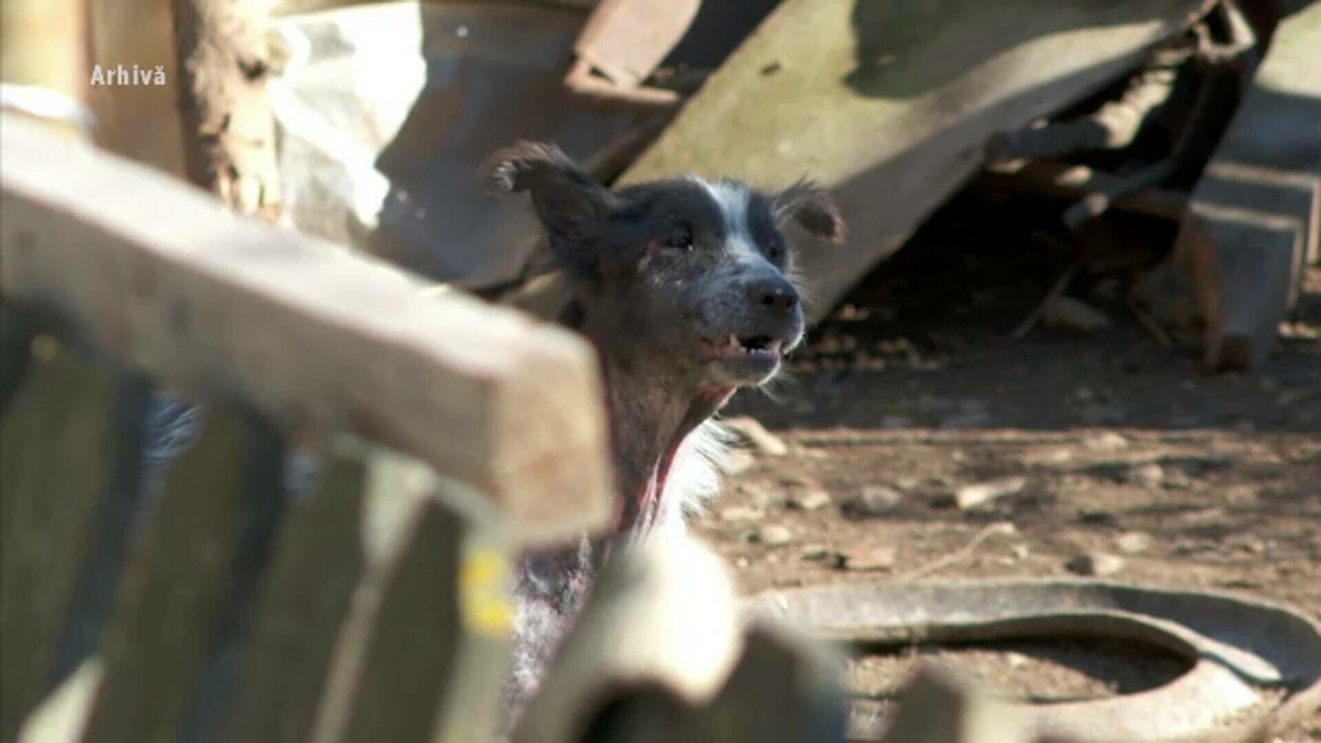 Un bărbat din Iași a murit de rabie după ce a fost mușcat de un câine fără stăpân. Este primul caz fatal în 13 ani în România