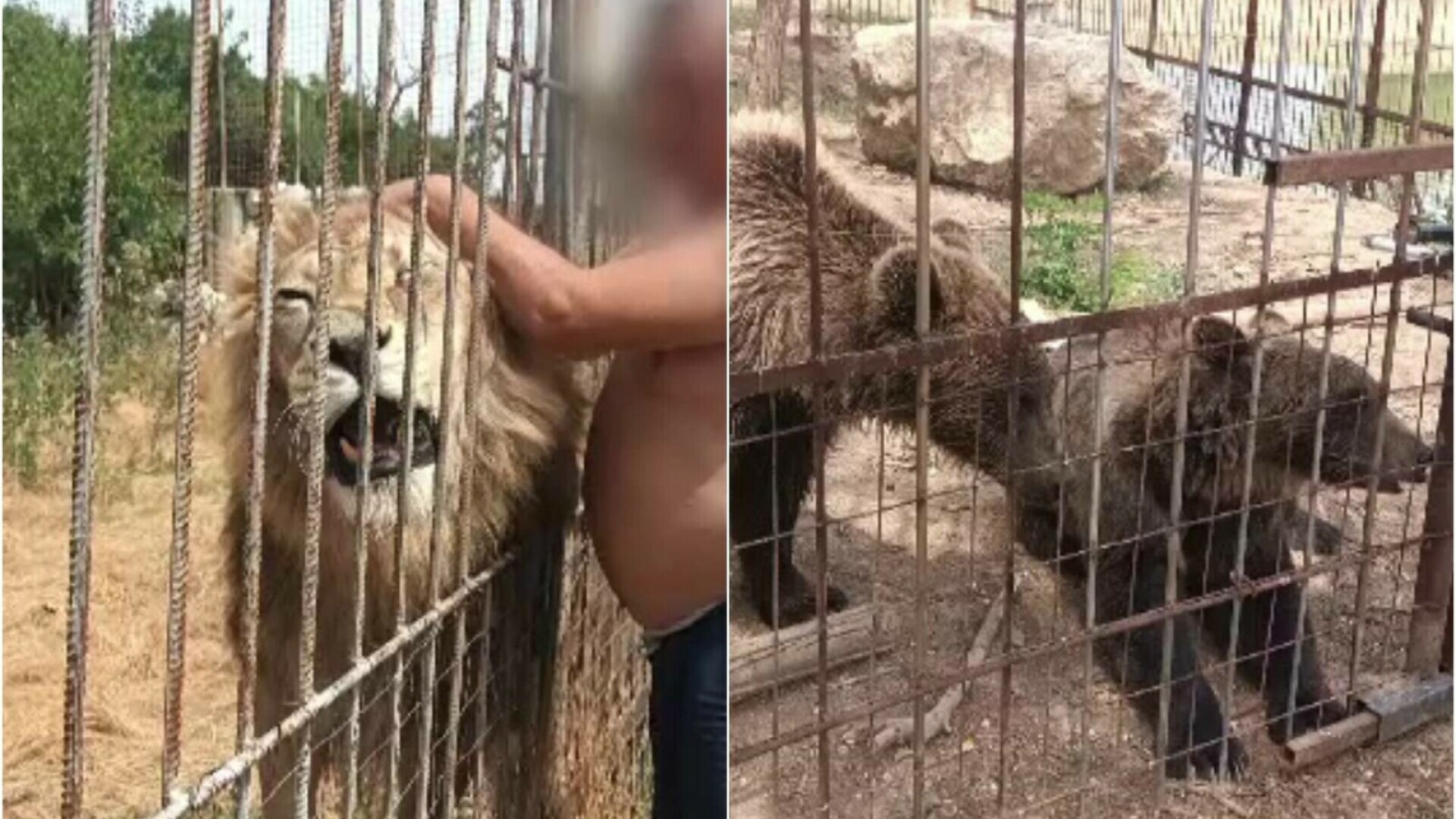 Un bărbat din Dâmbovița și-a făcut grădină zoo în curtea casei, cu lei, tigri și maimuțe. Primea și vizitatori contra cost