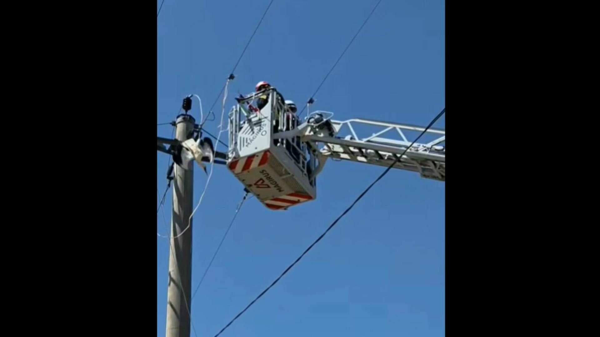 Operațiune de salvare contracronometru în Giurgiu. O barză și-a prins picioarele într-un cablu de înaltă tensiune | VIDEO