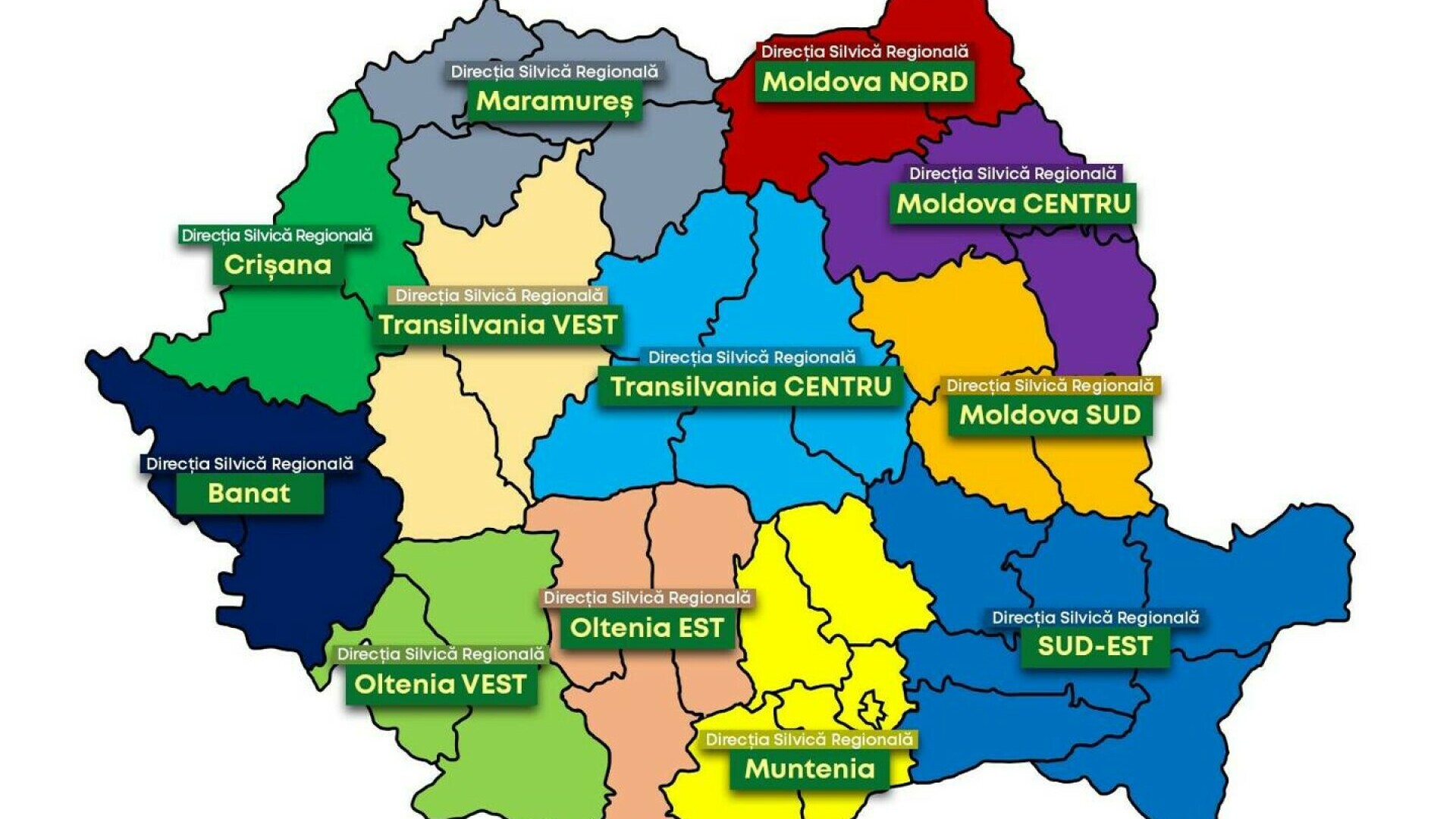 Romsilva se reorganizează radical. Numărul direcțiilor silvice scade, iar supravegherea video devine obligatorie