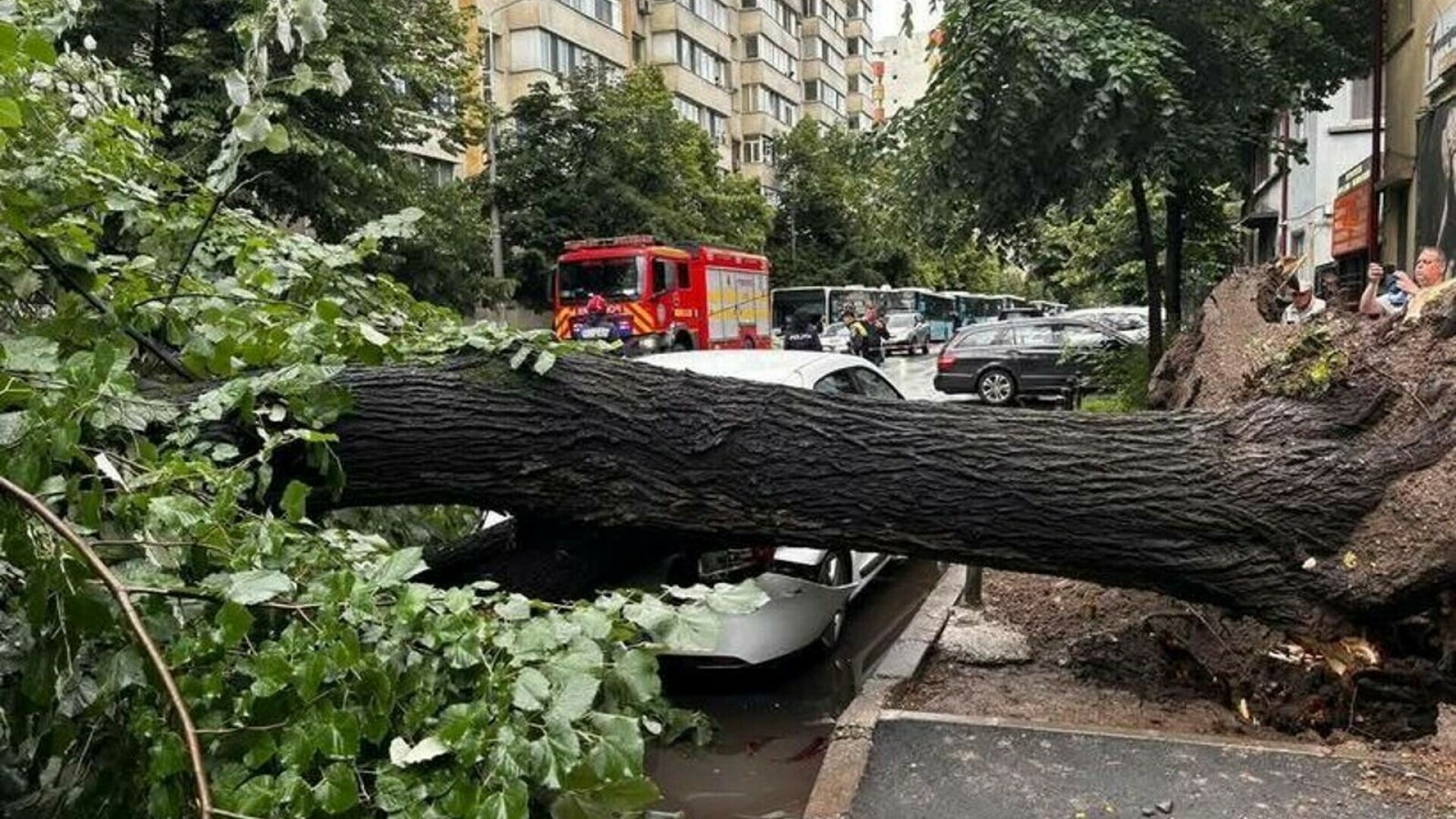 Un bărbat a fost rănit de un copac, la Timișoara. Accidentul, în Parcul Civic