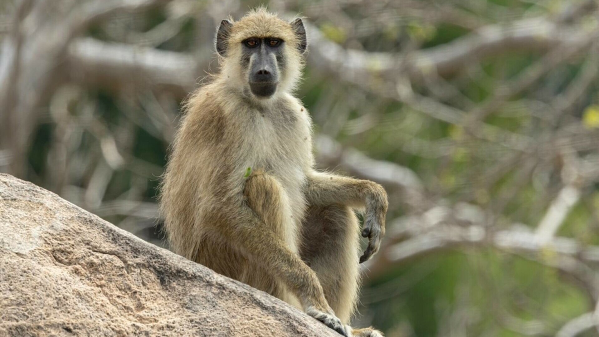 O grădină zoologică din Germania a ucis 12 babuini sănătoşi. Decizia a provocat proteste