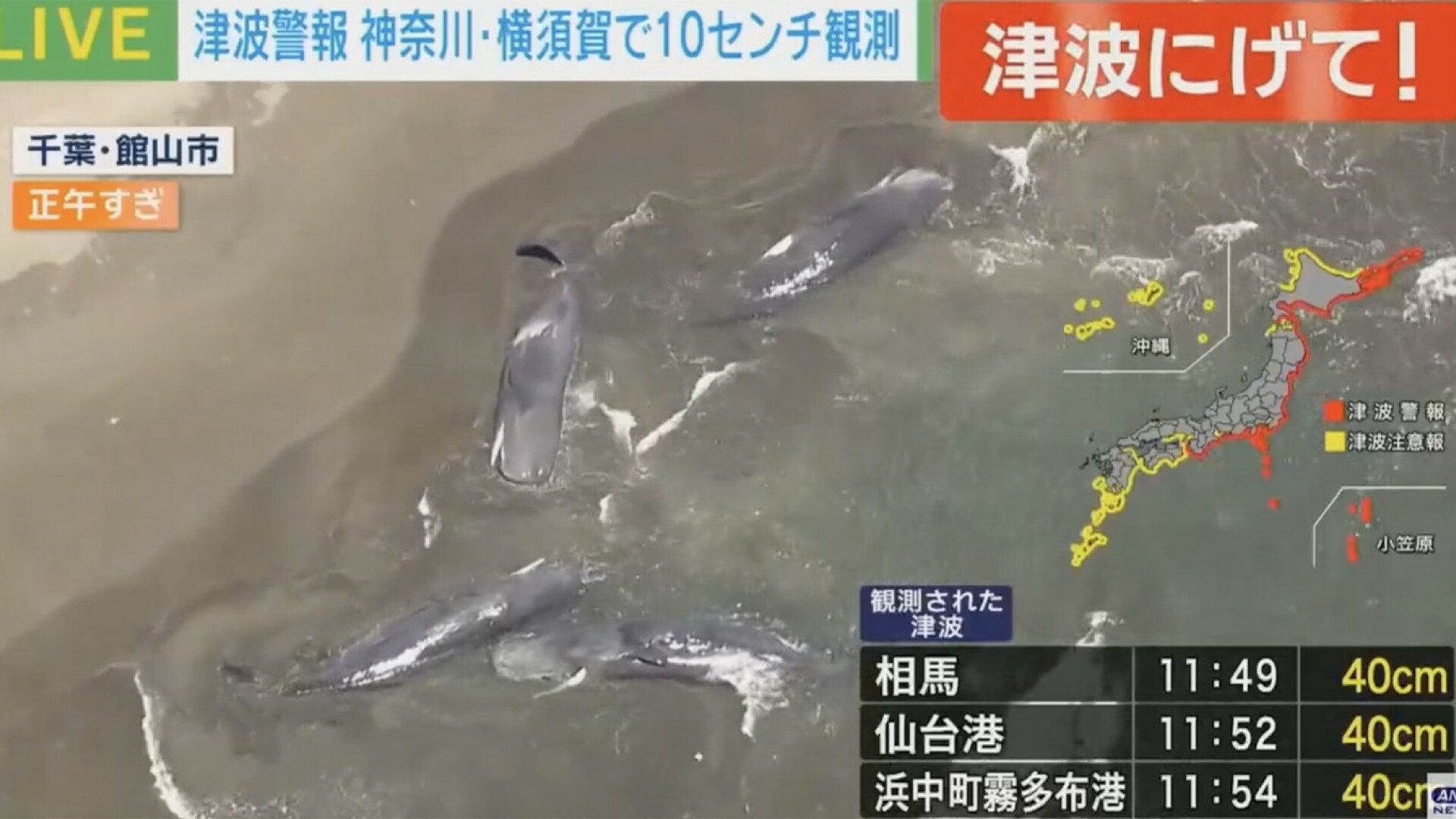 Balene uriașe, eșuate pe țărmul japonez în urma cutremurului de 8,8 din peninsula Kamceatka. FOTO