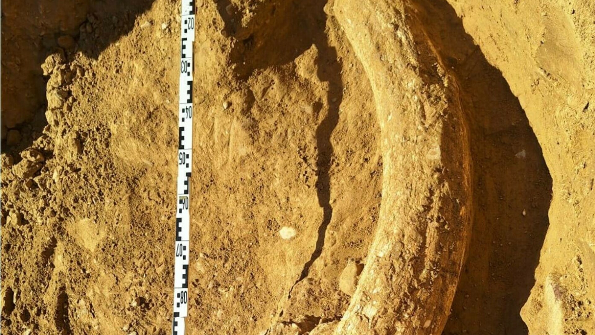 Premieră la Muzeul Județean Buzău. Fildeş de mamut lânos și cea mai mare pepită de rumanit, prezentate în aceeași expoziție