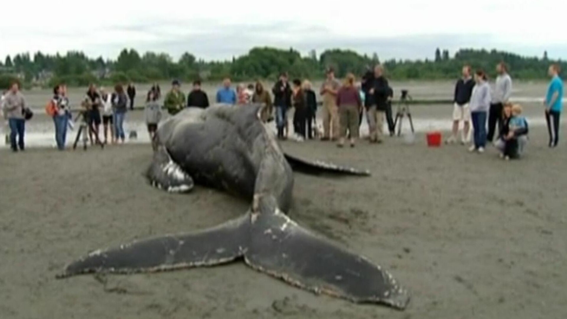 balena moarta in plasa de pescuit