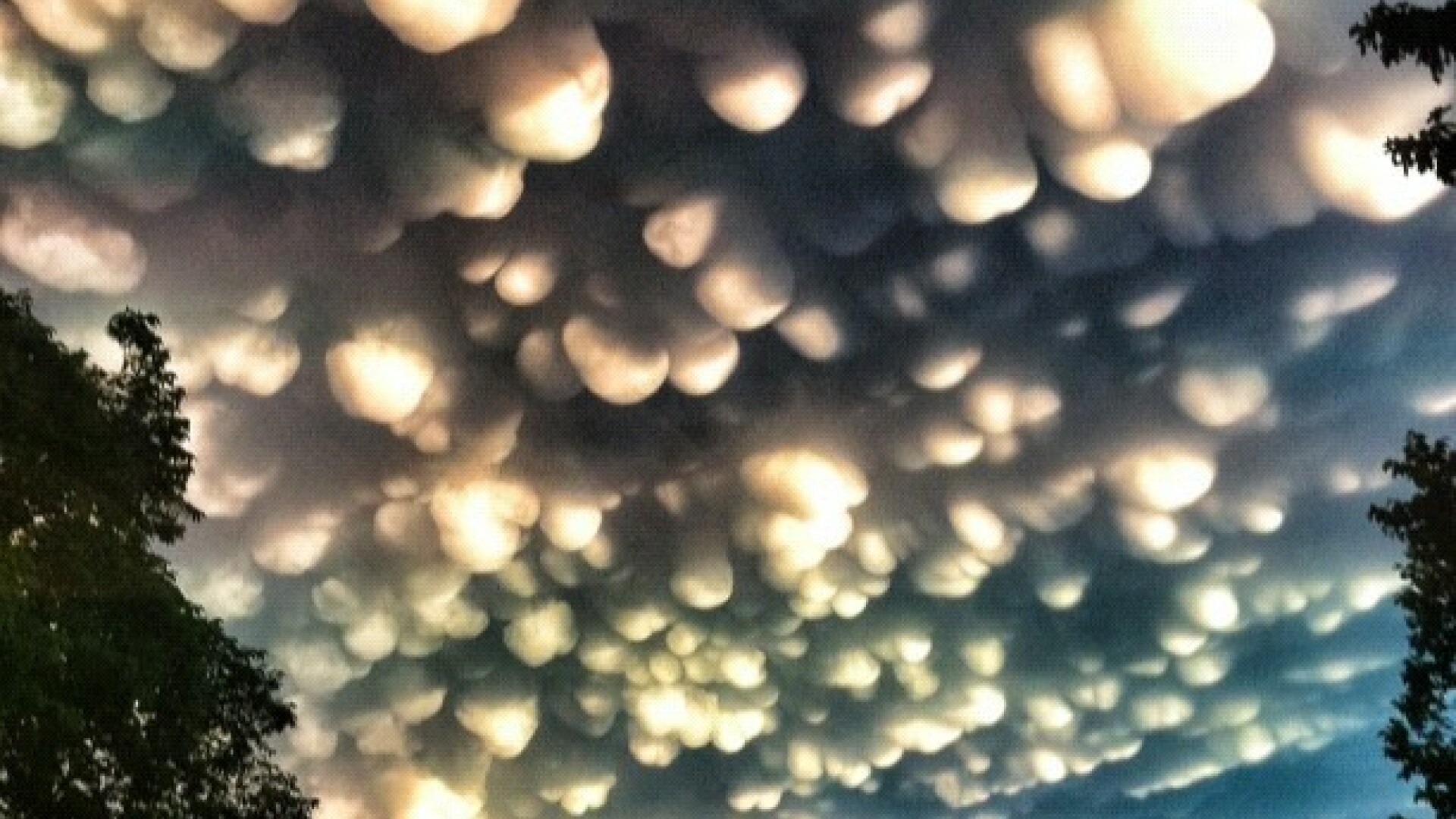 nori mammatus