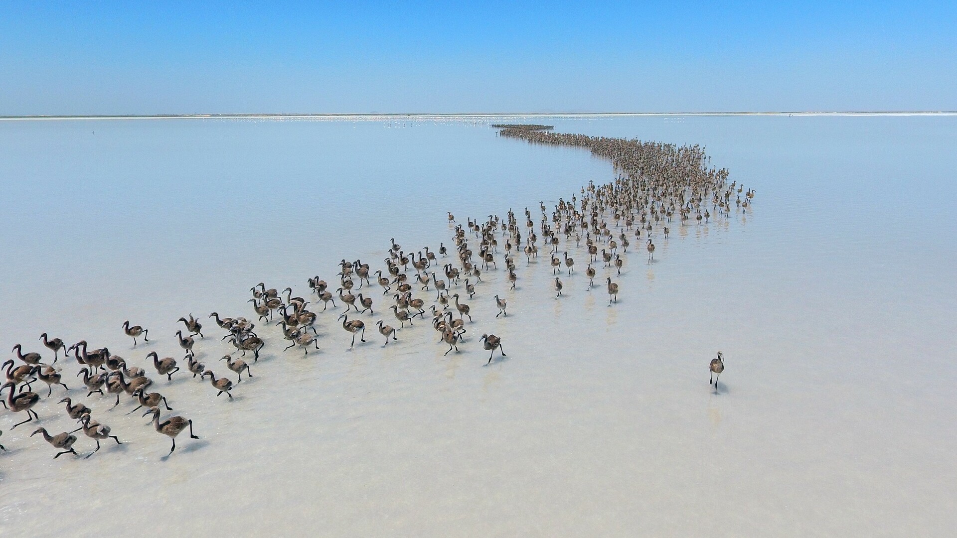 Sute de pasari flamingo au iesit din cuiburi pe lacul sarat, Tuz Golu, din Aksaray, in Turcia