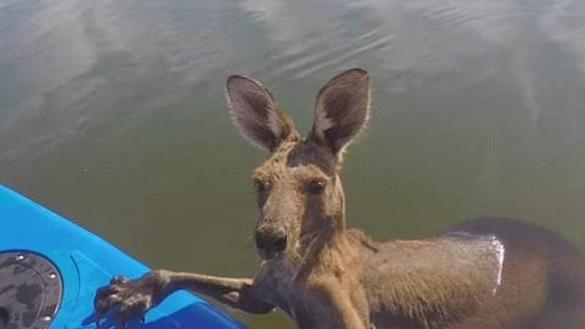 Momentul emotionat cand un pui de cangur a fost salvat dintr-un canal din Australia