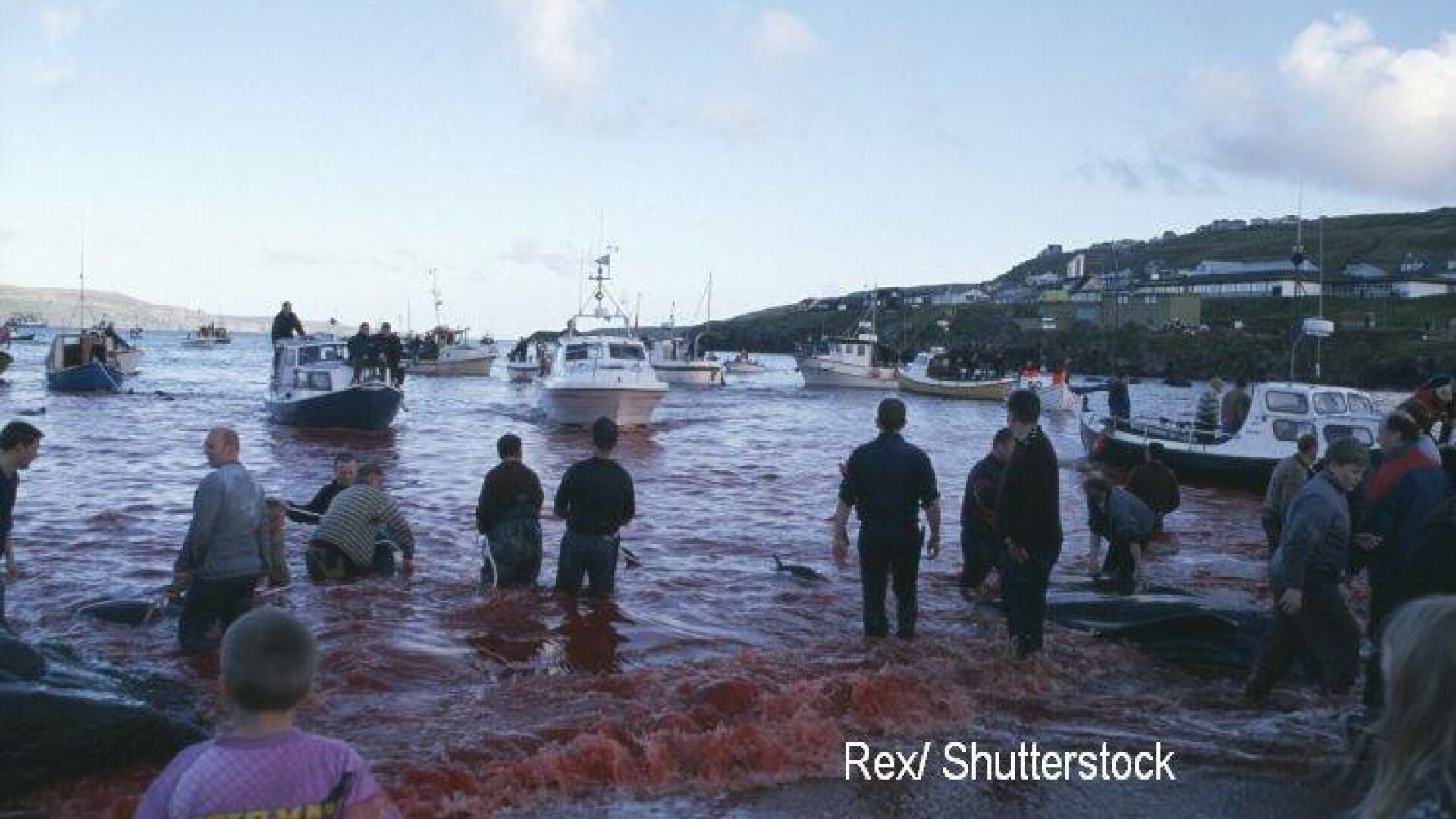 Baia de sange din Insulele Feroe, dupa uciderea balenelor