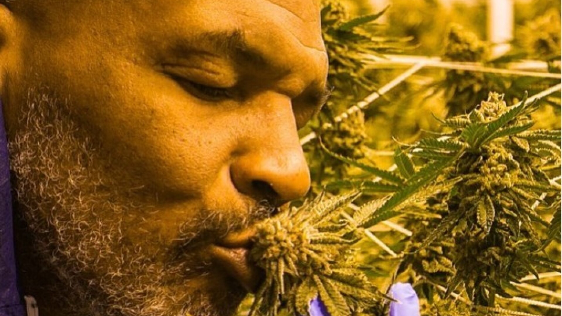 Cum arată plantația de marijuana din deșert a lui Mike Tyson. „M-am gândit cât bine pot face” - 2
