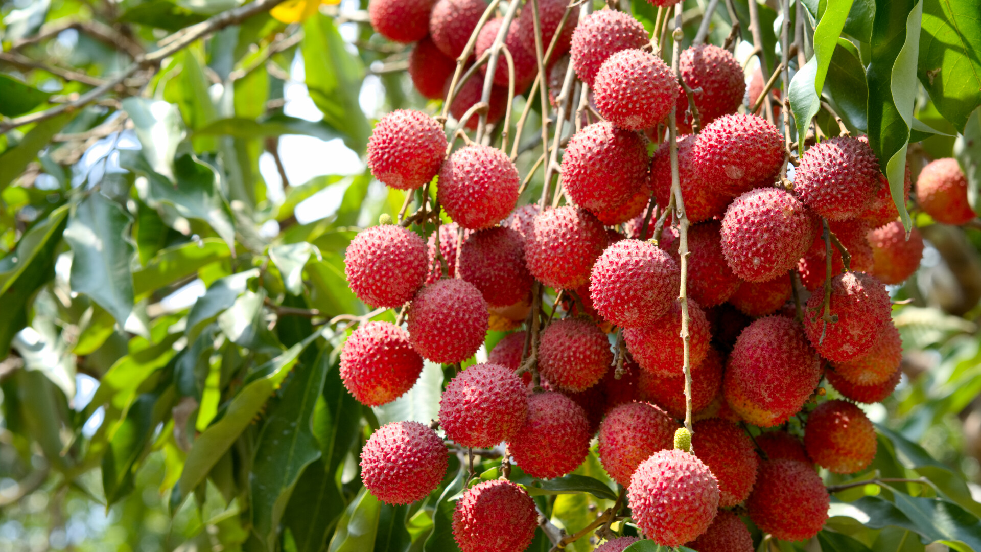 litchi